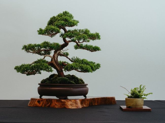 Bonsai in a planter next to a small plant